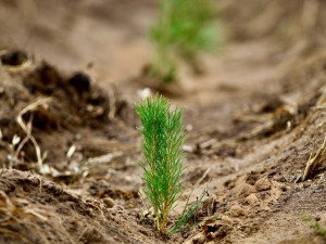 Ежегодная площадь лесовосстановления увеличилась с 689 га в 2019 году до 927 га в 2024 году.