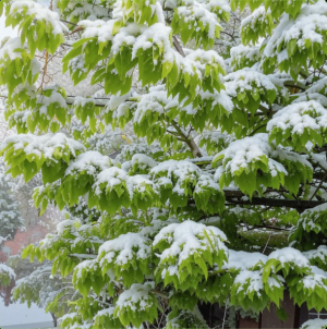 Аномально теплая погода в Самарской области побила рекорд 70-летней давности