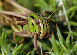 Уверена член Комитета Совфеда по аграрно-продовольственной политике и природопользованию Людмила Талабаева.