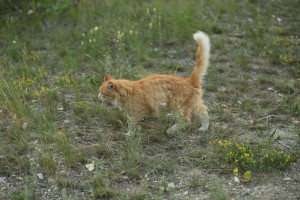 В Самарской области обсуждают штрафы за кормление бездомных животных