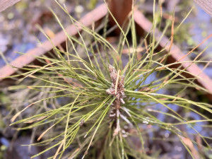 В Самаре растет саженец Крымской сосны