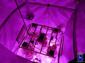 Житель Новокуйбышевска собрался стрелять из лука в росгвардейцев