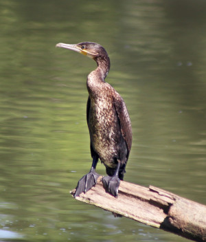 1 апреля в 13:00 в Самарском зоопарке отметят День птиц.