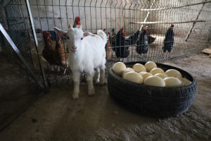 Турпоток в экоферму в селе Пригорки набирает обороты. Для полноценного отдыха здесь есть абсолютно все условия: три уютных семиместных домика круглогодичного проживания, крытая беседка и мангальная зона.