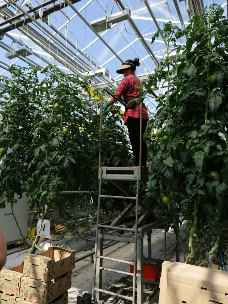 Благодаря внедрению бережливого производства овощеводческая компания региона повысила выработку на треть