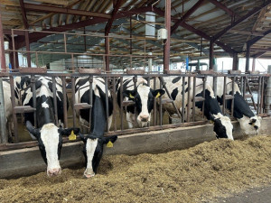 В Клявлинском районе возводят животноводческий комплекс