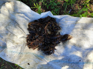 В настоящее время уголовное дело направлено в суд для рассмотрения по существу.