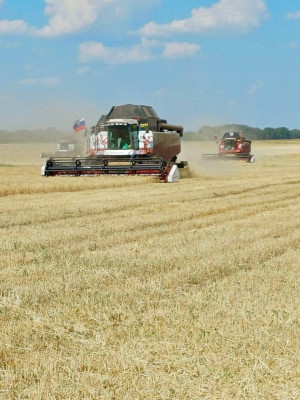 Поля Богатовского района уже дали богатый урожай
