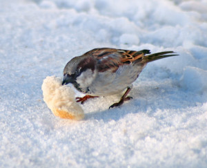 Всероссийская перепись воробьёв стартовала с 9 августа