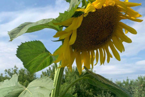 Цель диктанта — показать значимость сельского хозяйства, уверены в "Единой России".