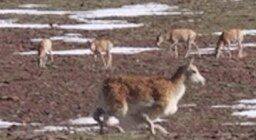 Китайские ученые внедрили животноподобного робота в стадо малоизученных антилоп на Тибетском нагорье