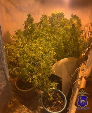 Новокуйбышевец полгода разводил дома коноплю