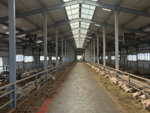 И сыры, и йогурты.