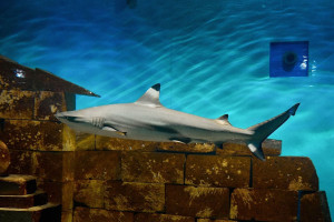 В океанариуме можно понаблюдать за взрослыми и молодыми особями - всего их теперь тринадцать.