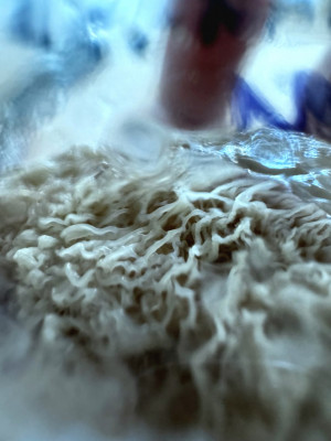 Он сделал макроснимок плесневого гриба мукора, который получил в ходе эксперимента по изучению влияния моющих средств для посуды на биологические объекты.