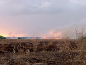 Общая площадь пожаров на сопредельной территории – более 120 гектаров. Все лесные пожары произошли по вине человека.