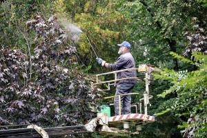 Профильные службы кронируют деревья, обрезают сухие ветви и поросль. Также продолжается удаление дикорастущих сорняков на клумбах. 