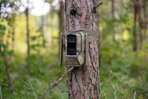 Система умных камер наблюдения в Жигулевском заповеднике помогает считать мигрирующих птиц