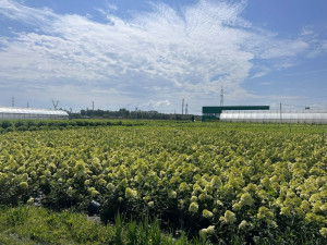 В Самарской области находится самый крупный питомник по выращиванию гортензий в России и Европе