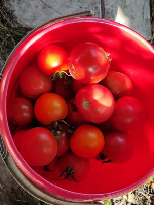 Огурцы и помидоры стали главными драйверами январского роста цен