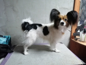 Собаку, пропавшую в поезде Новороссийск — Екатеринбург, нашли