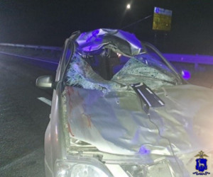 В Самарской области водитель насмерть сбил лося