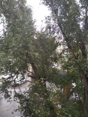 Не стой возле непрочных навесов и прогнивших стволов деревьев.