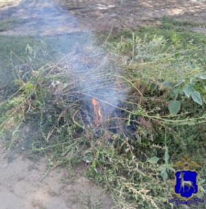 В лесопарке Самарской области выявили очаг произрастания дикорастущей конопли