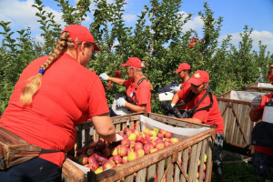 Плодово-ягодных культур собрано более 8,8 тыс. тонн.
