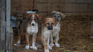 В Самаре прошло первое заседание Общественного совета федерального партийного проекта «Единой России» «Защита животного мира».