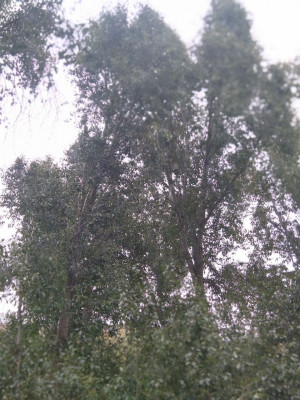 Соблюдайте запрет на посещение лесов.