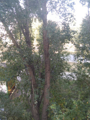 В Самаре ночью +11, +13°С, днем +23, +25°С.