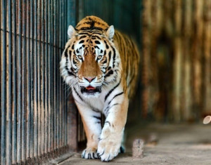 В Самарском зоопарке отметят День амурского тигра