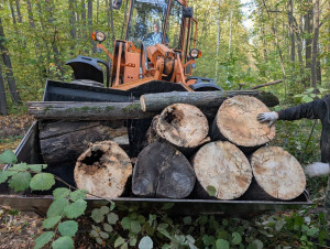В Самарской области акция начнется в начале октября. Она будет проходить как на территории лесного фонда региона, так и в муниципалитетах.