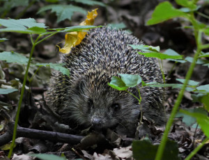 В Самаре хотят обустроить парк на месте аварийных домов на улице Советской Армии