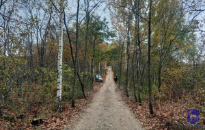 В нацпарке Самарская Лука автомобилистка врезалась в дерево