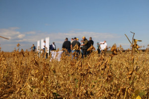 Селекция как основа продовольственной безопасности: в Самарской области прошла научно-практическая конференция по сое