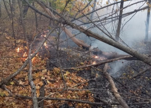 В двух случаях лесники остались на ночное дежурство, чтобы не допустить повторного возгорания.