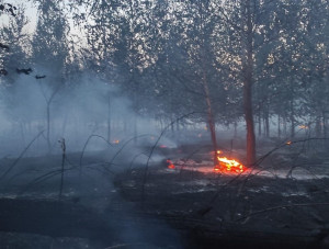 В Самарской области продолжают ликвидировать крупный пожар на территории Шигонского района