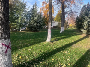 Жители Самары на днях заметили на деревьях красные кресты