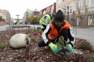 Также цветоводы проводят обрезку многолетних кустарниковых растений.