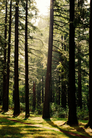Соблюдайте запрет на посещение лесов.