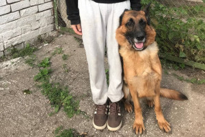 Все желающие могут бесплатно обрести верного и преданного друга.