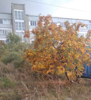 В Самаре ночью 0, +2°С, днем +9, +11°С.