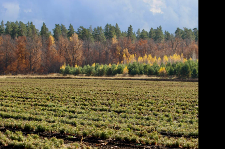 Последние партии сеянцев пополняют леса региона