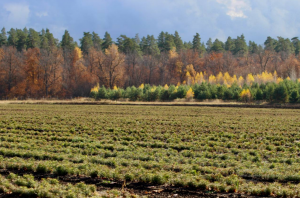 Работа у лесников не заканчивается: сейчас они продолжают заготавливать семена и готовят участки под посадки будущего года.