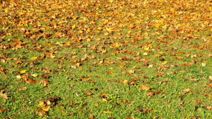 Административные комиссии смогут выписывать штрафы по фото и видео с городских камер.