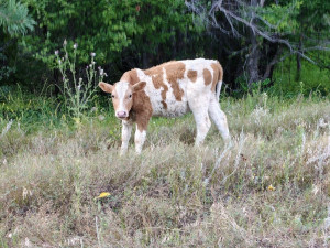 В Кинельском районе ввели карантин из-за заболевания коров
