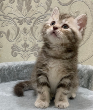 Процедуру обещают сделать максимально удобной для владельцев и их питомцев, а самое главное — бесплатной.