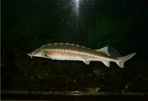 Губернатор Кубани Кондратьев: осетр может снова стать промысловой рыбой